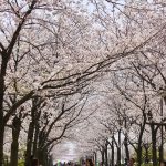 西宮浜の桜