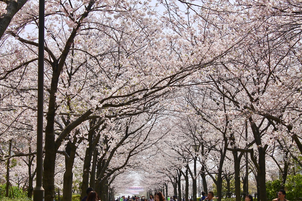西宮浜の桜