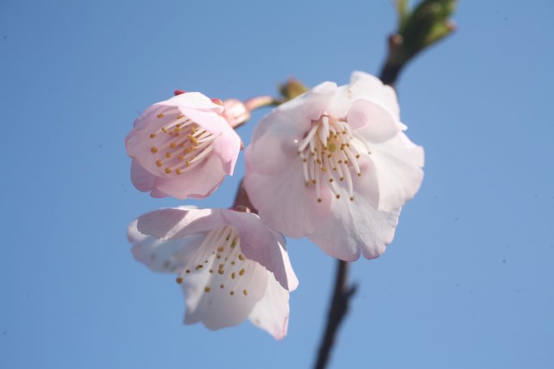 大東公園の早咲き桜
