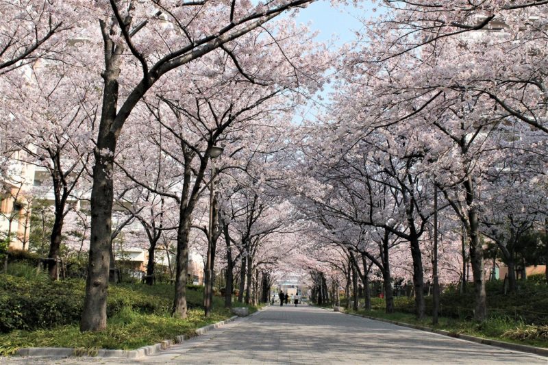 西宮浜　桜