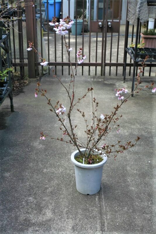 新種の桜　オリジナル桜
