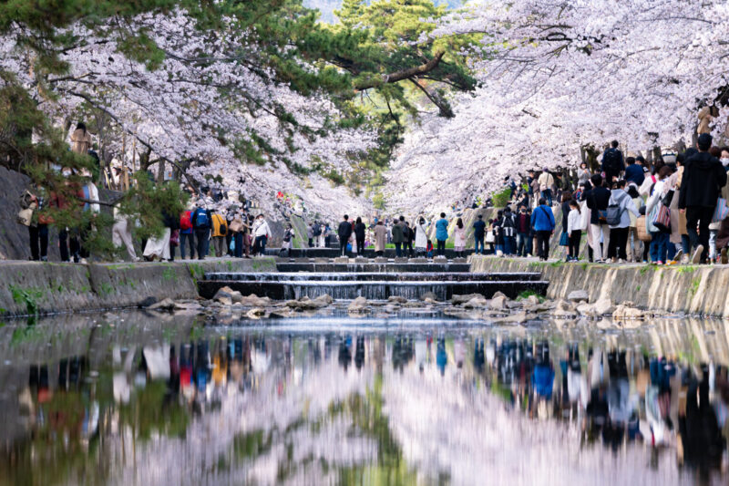 夙川の桜の時期の風景