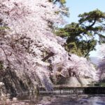 夙川のほとりに松と桜が構成する風景