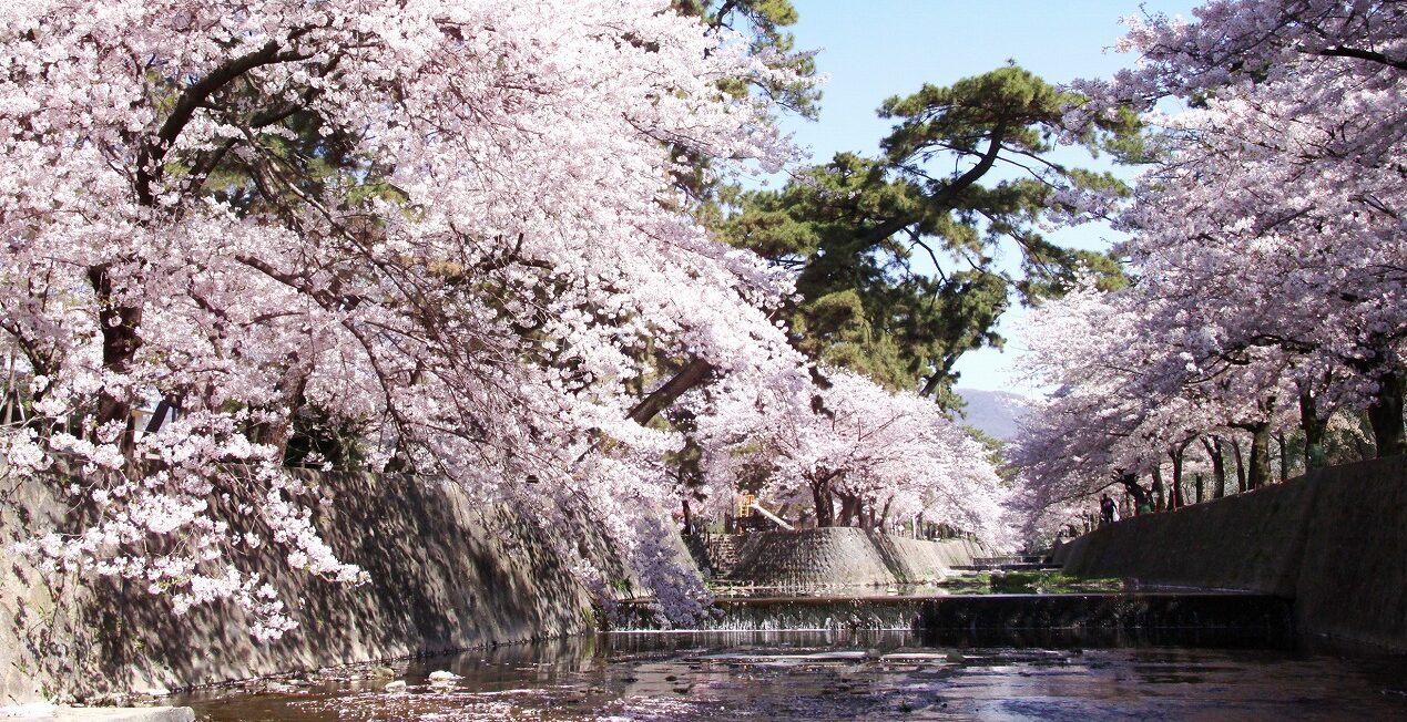 夙川のほとりに松と桜が構成する風景