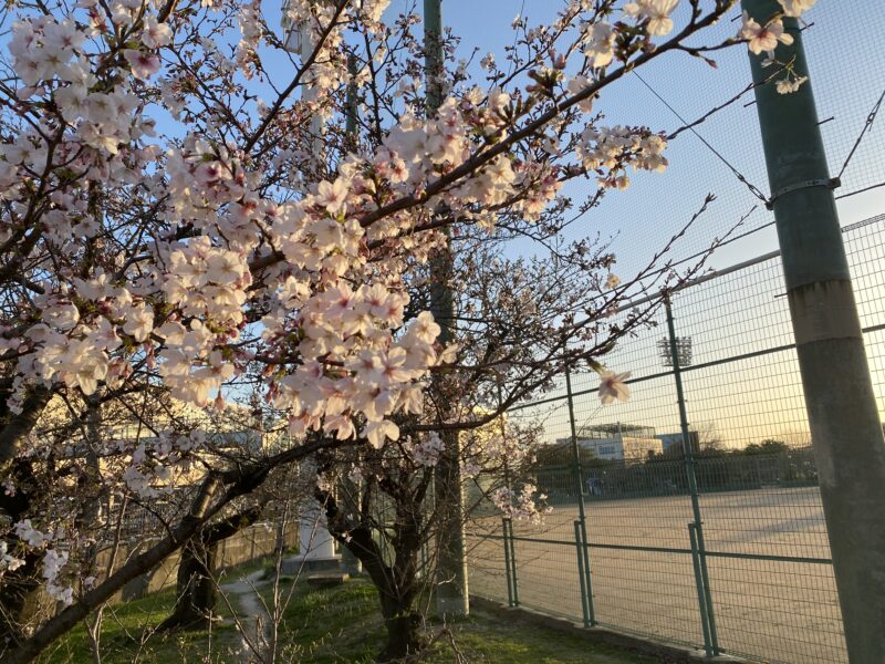 西宮中央運動公園の桜