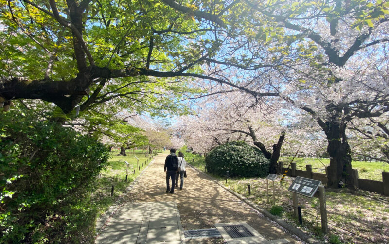 越水浄水場 桜の通り抜け 2024年