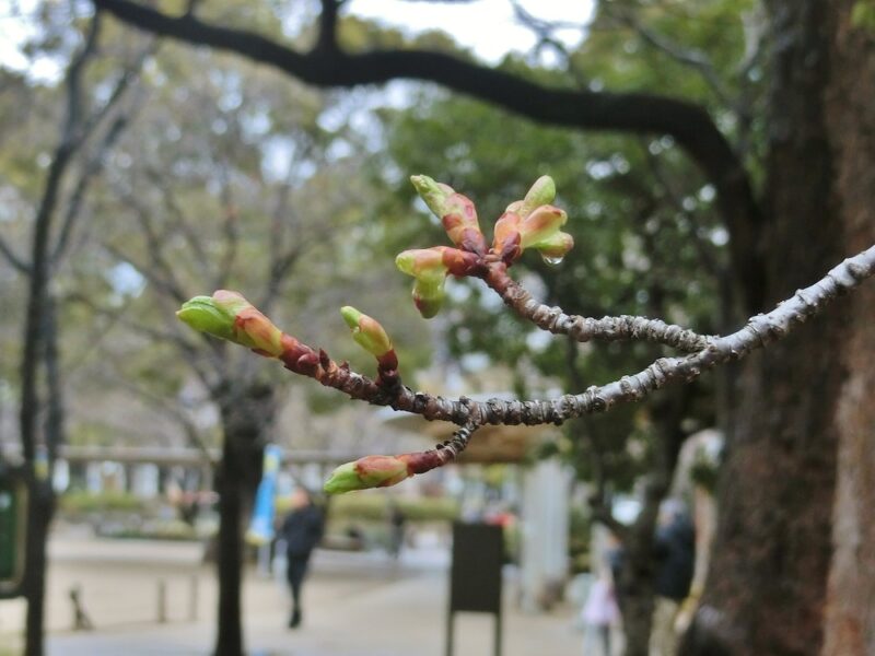 西宮市役所前　六湛寺公園　しゅぜんじかんざくら