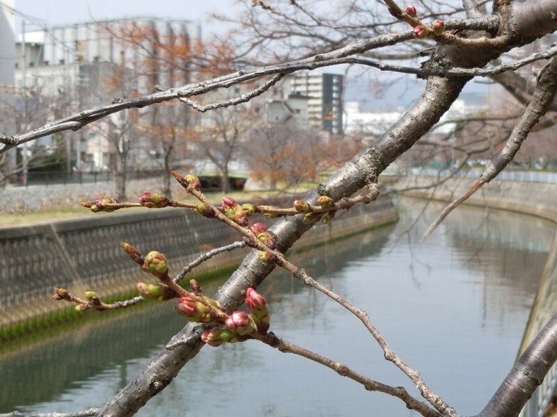 東川と六湛寺川の並走