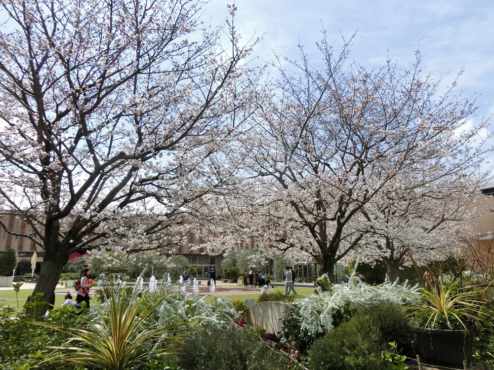 桜満開の阪急西宮ガーデンズ屋上スカイガーデン