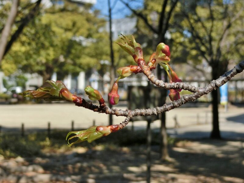 莟の見え始めた早咲きの桜