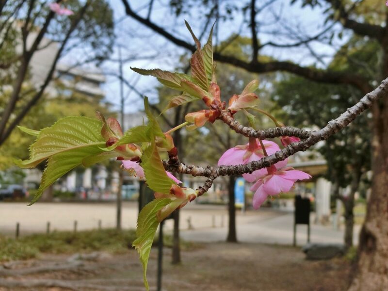 濃い目のピンクの早咲き桜