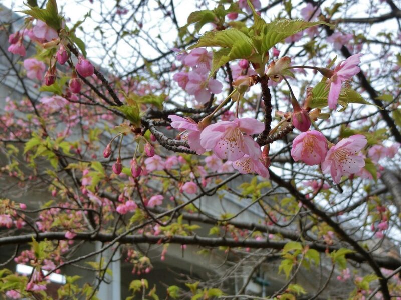 葉と花が同時に出る