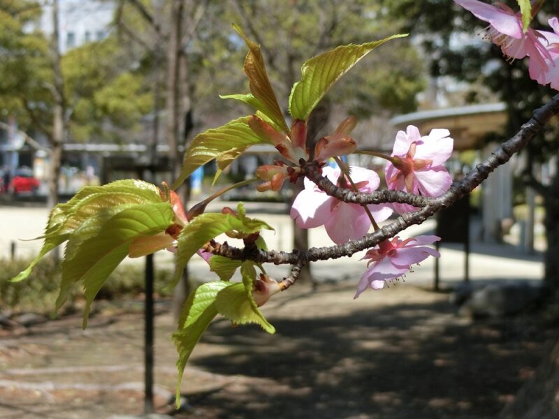 修善寺寒桜　開花