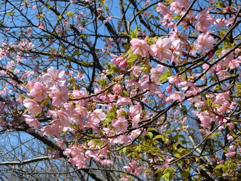 葉と花が同時に出る