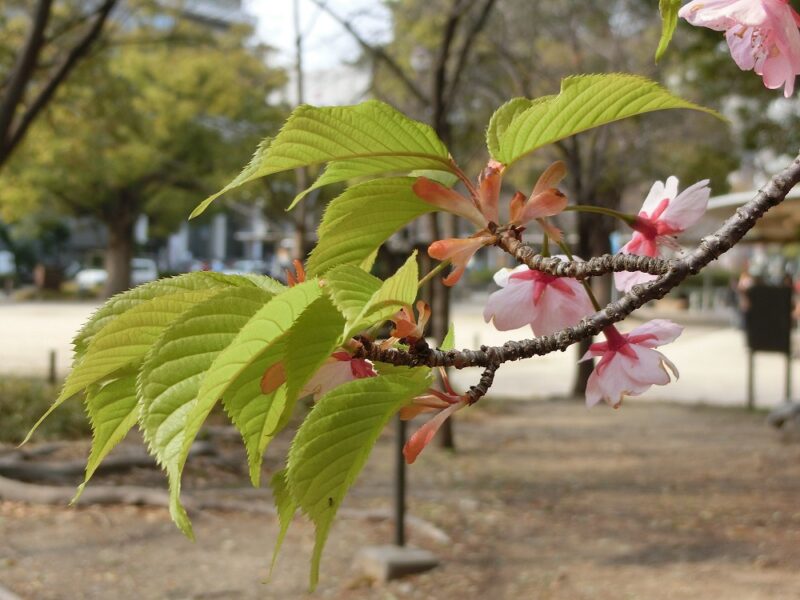 花と葉が同時に出る