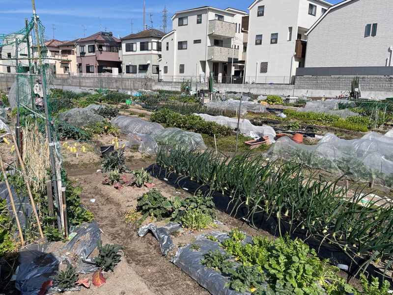 堤町市民農園