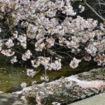 夙川　さくら