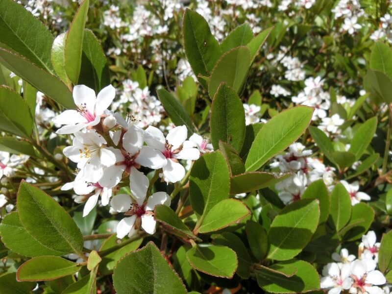 白い小花