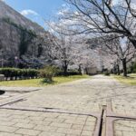 高松ひなた緑地　桜