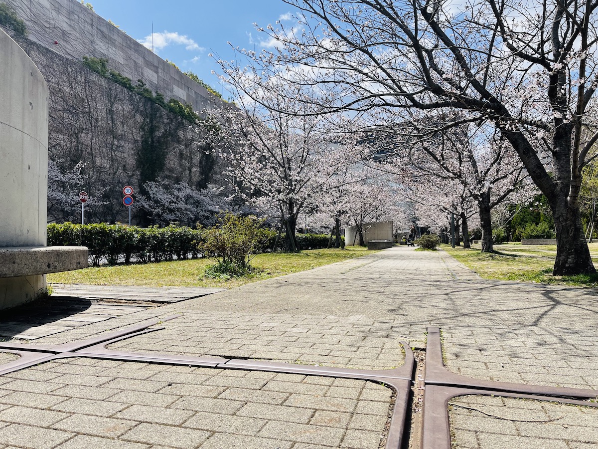 高松ひなた緑地　桜