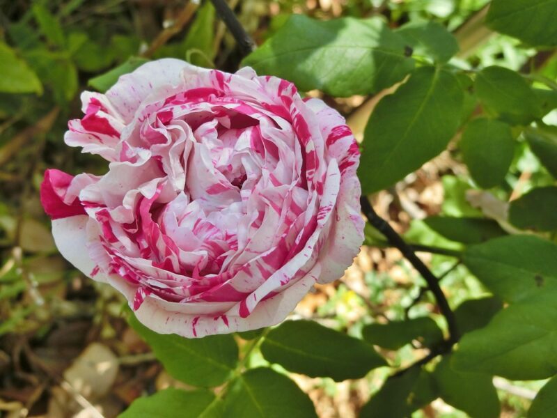 紅白の絞模様の薔薇
