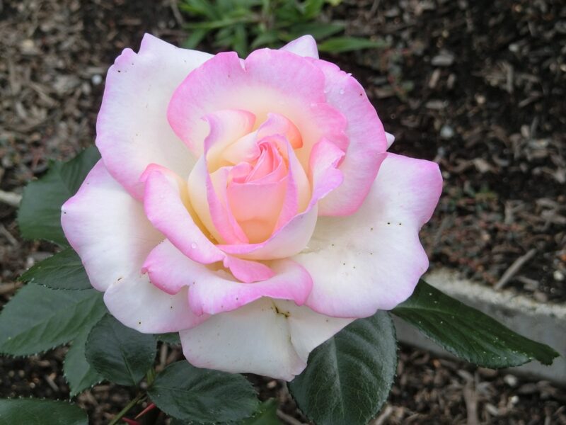 薄ピンク色の薔薇