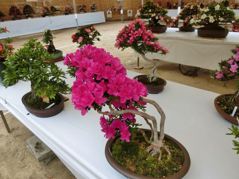 西宮皐月会　さつき展