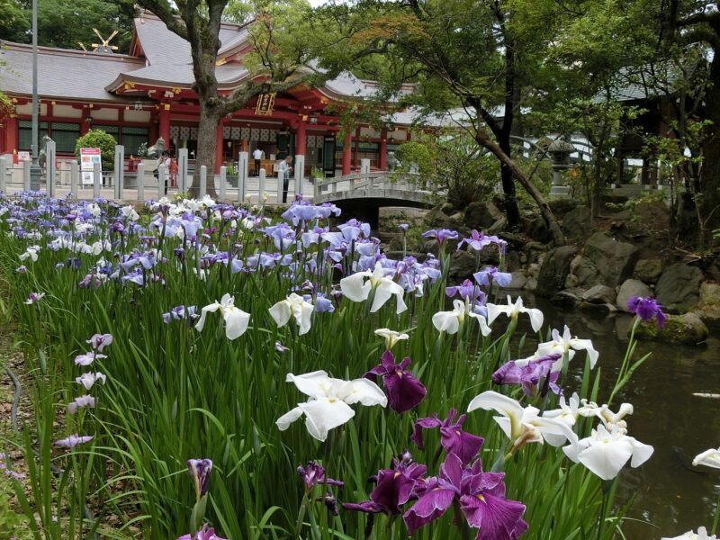 はなしょうぶ