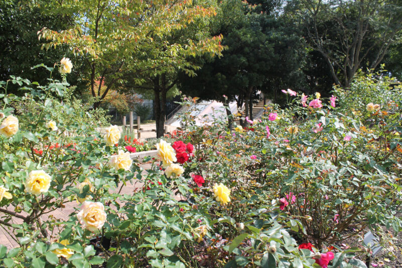 すみれ台中央公園