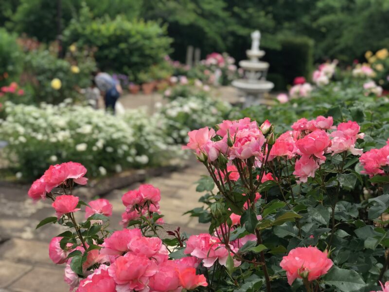 北山緑化植物園