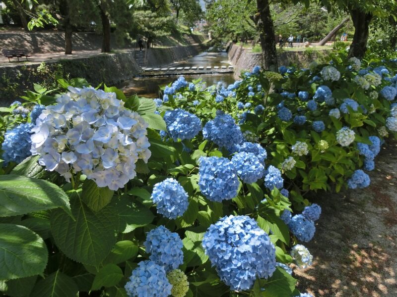 夙川公園の青い紫陽花