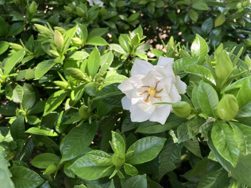 山梔子