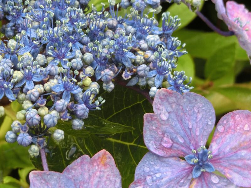 アジサイの装飾花と真花