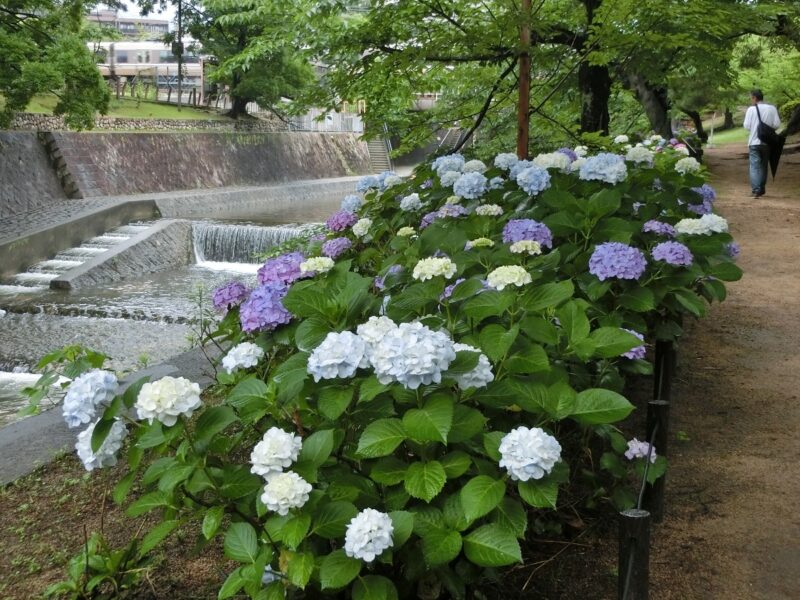 夙川の紫陽花