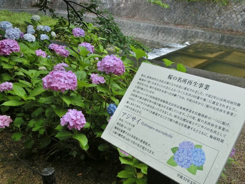 桜の名所再生事業