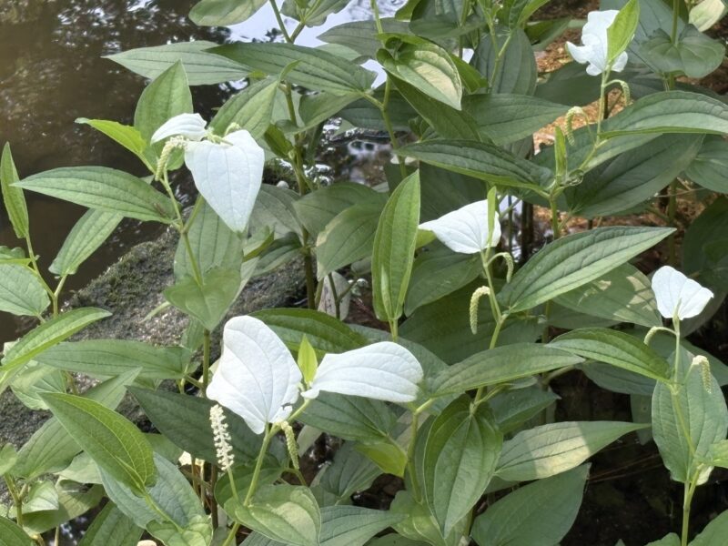 半夏生の花