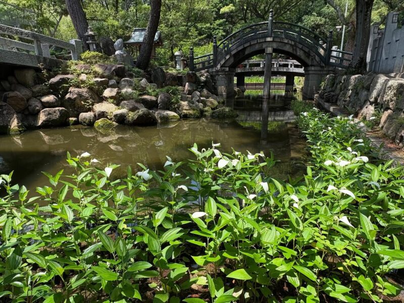 西宮神社の神池に咲く半夏生