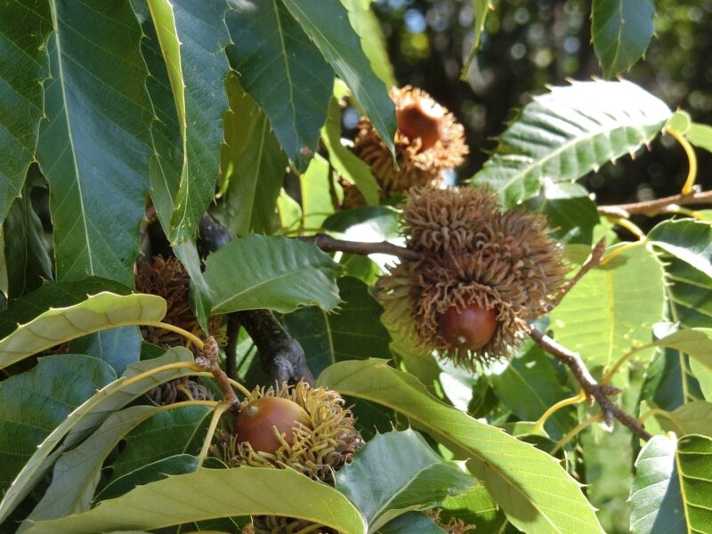 西田公園　万葉植物苑