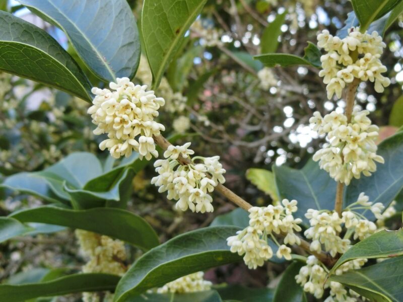 ギンモクセイ 白い花 香りは弱め