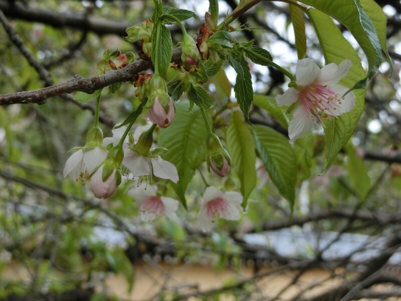 さくら　サクラ　sakura