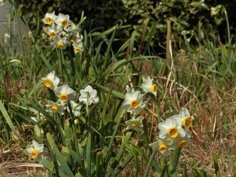 すいせん　水仙　雪中花