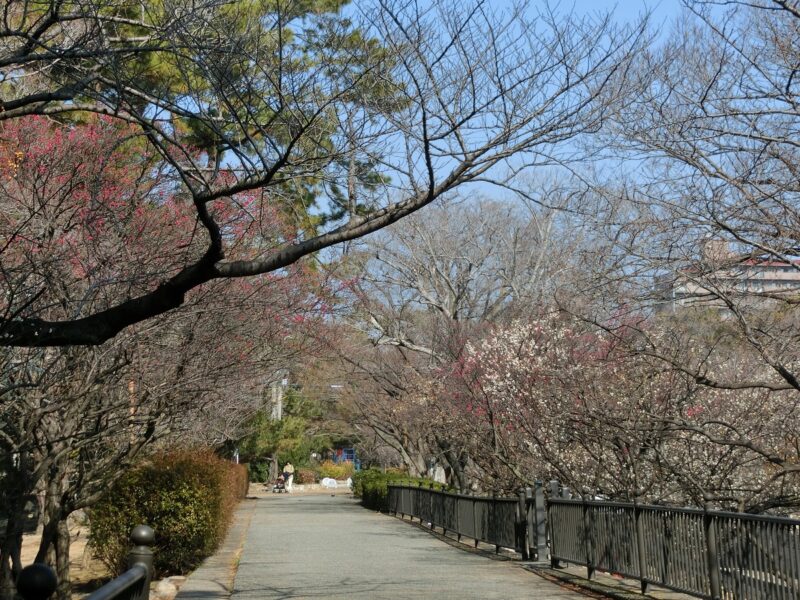 夙川　しゅくがわ　梅数本