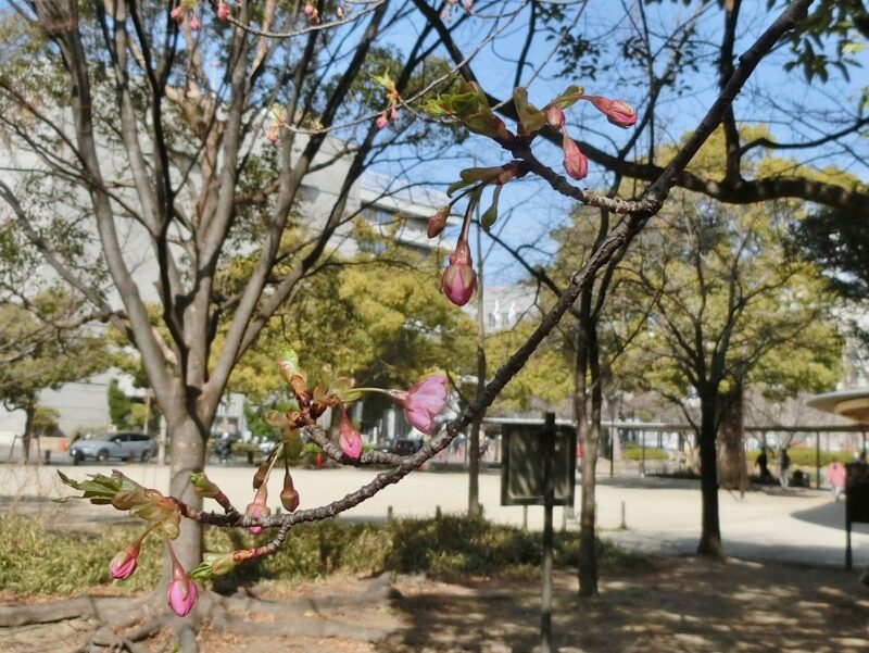 しゅぜんじかんざくら　早咲き　sakura