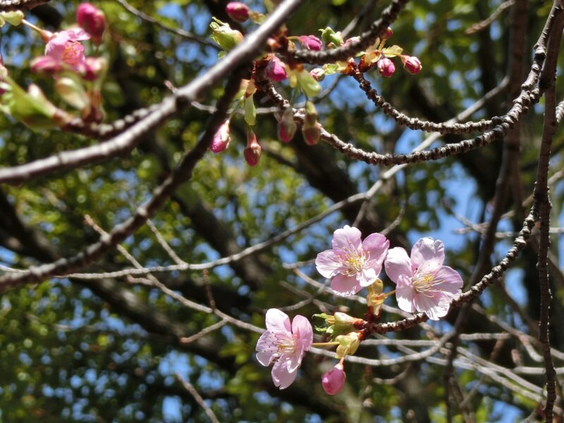 早咲きの桜　sakura