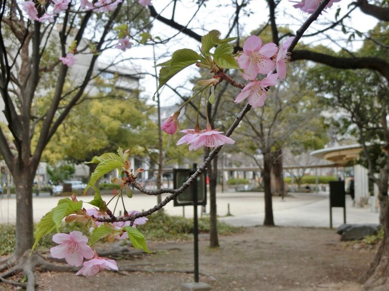 修善寺寒桜　早咲き桜　