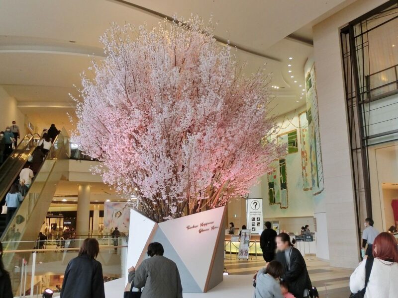 ヒガンザクラ　ガーデンズ2Fのディスプレー