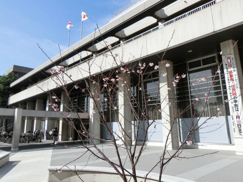 イマヅベニカンザクラ　イマズ　西宮市役所前広場