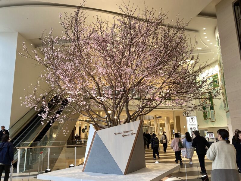 ジンダイアケボノ　エドヒガンとアケボノの交配種