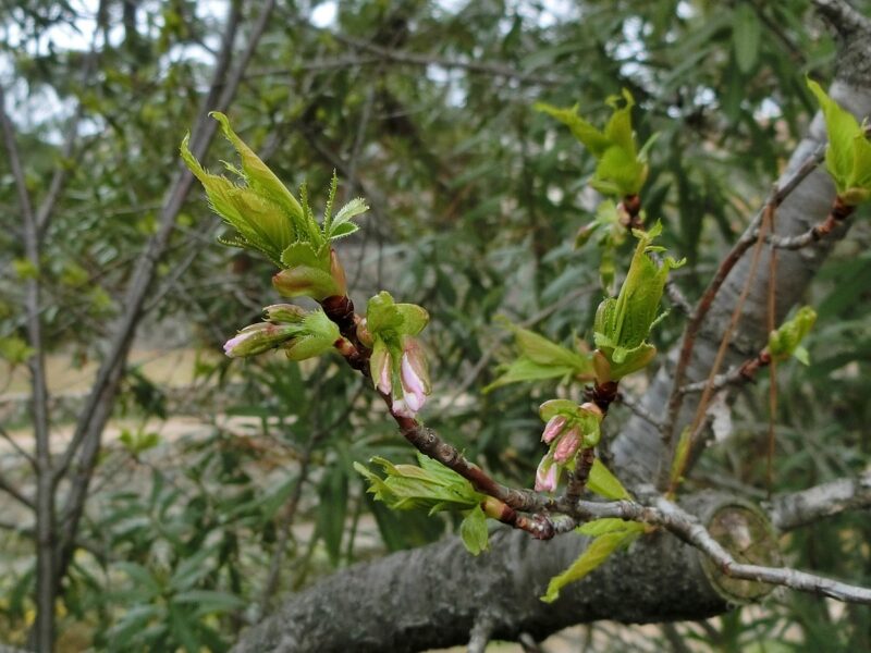 夙川公園　御前浜　しゅくがわ　早咲きの桜