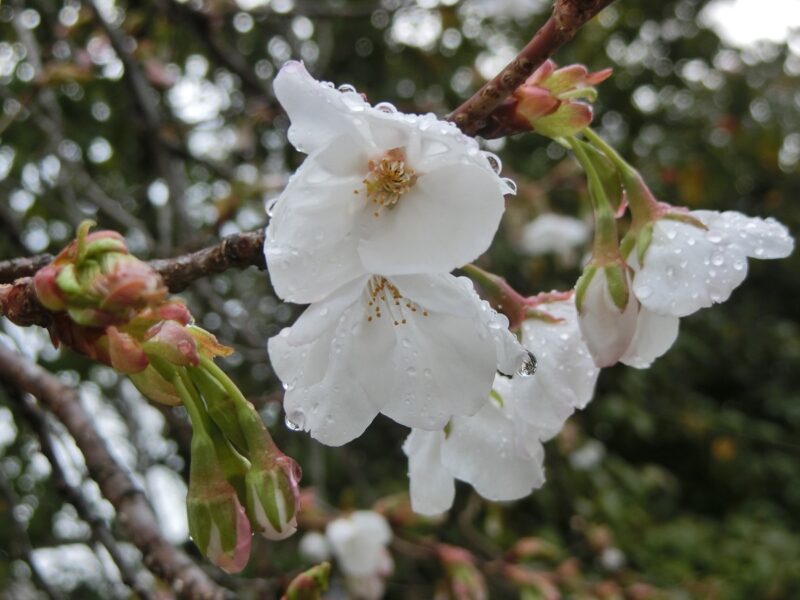 国道43号線　夙川　しゅくがわ